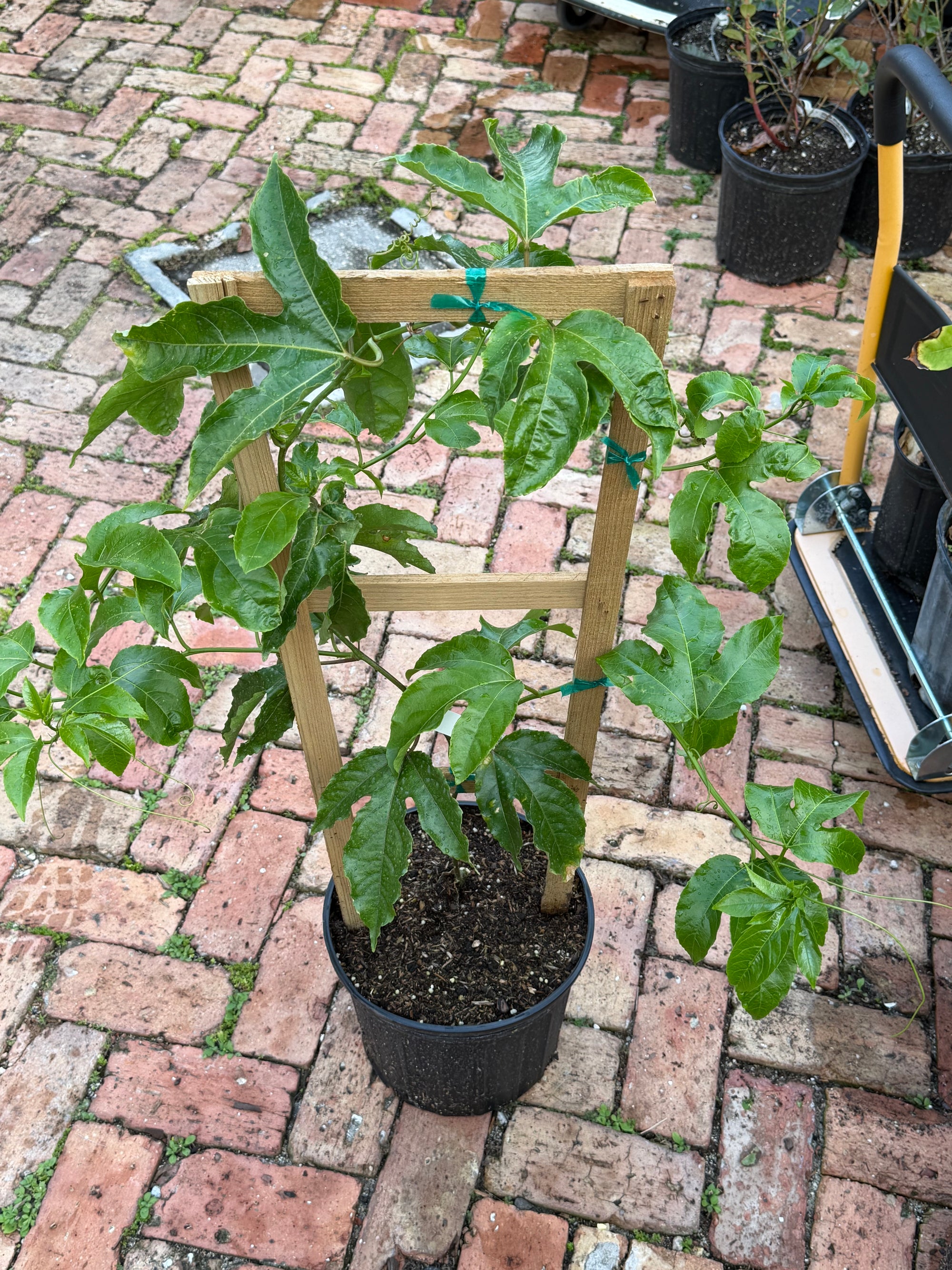 Passionfruit Tree w/ 3 Foot Trellis