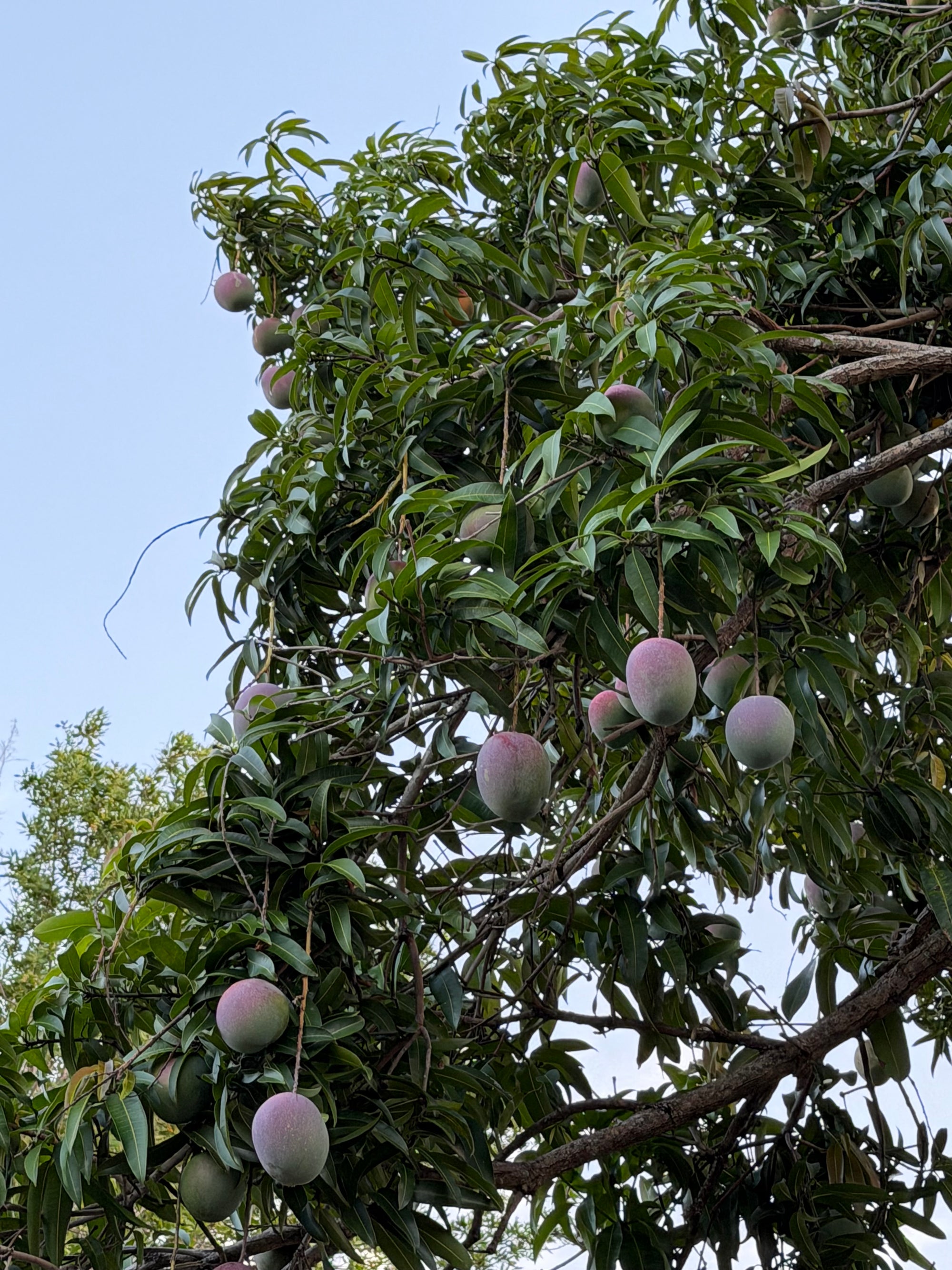 Mango Tree Scions (Pick Species)