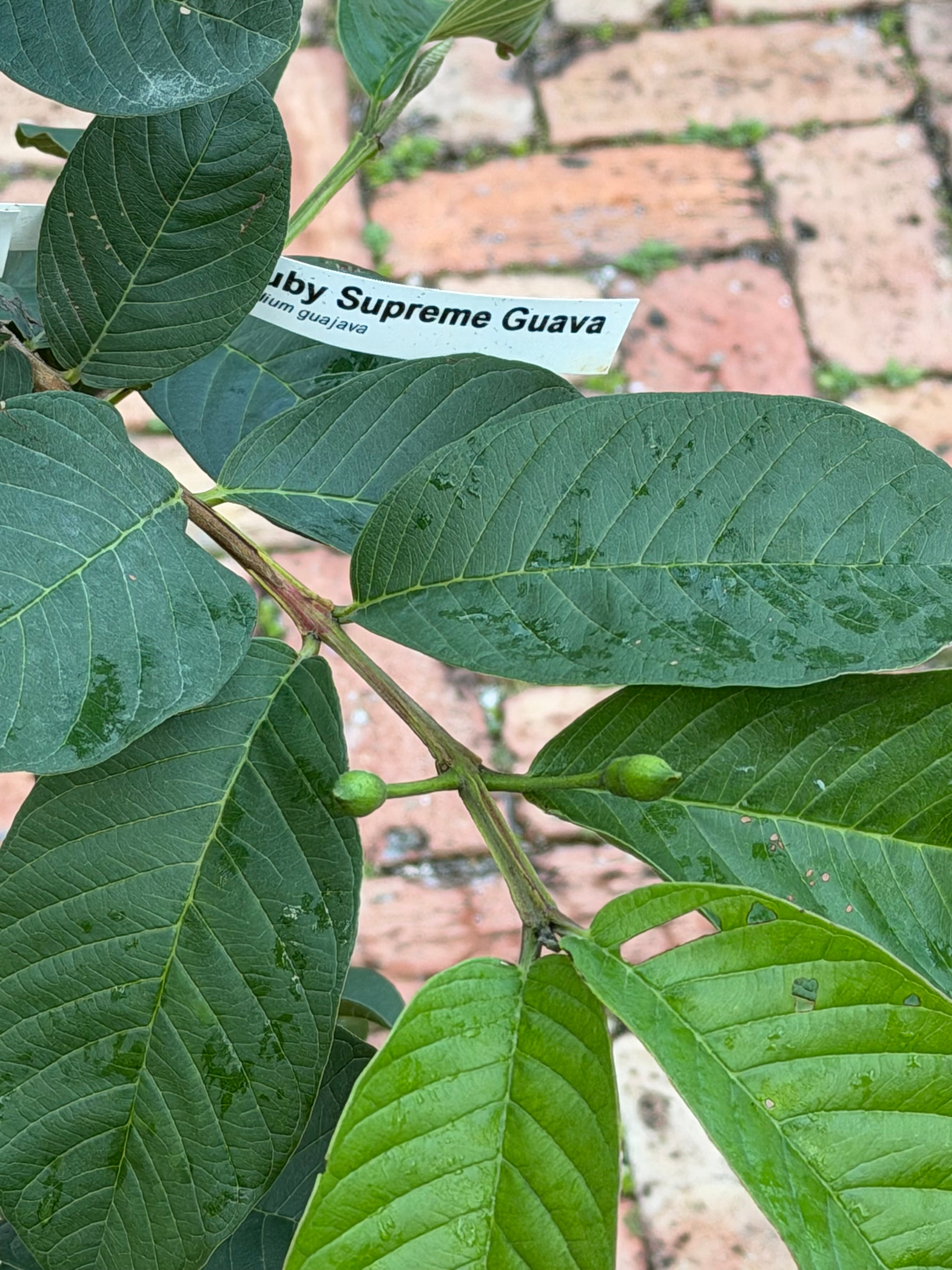 Ruby Supreme Guava Tree