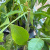 Ice Cream Bean Plant Grafted 36+ Inchers