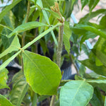 Ice Cream Bean Plant Grafted 36+ Inchers