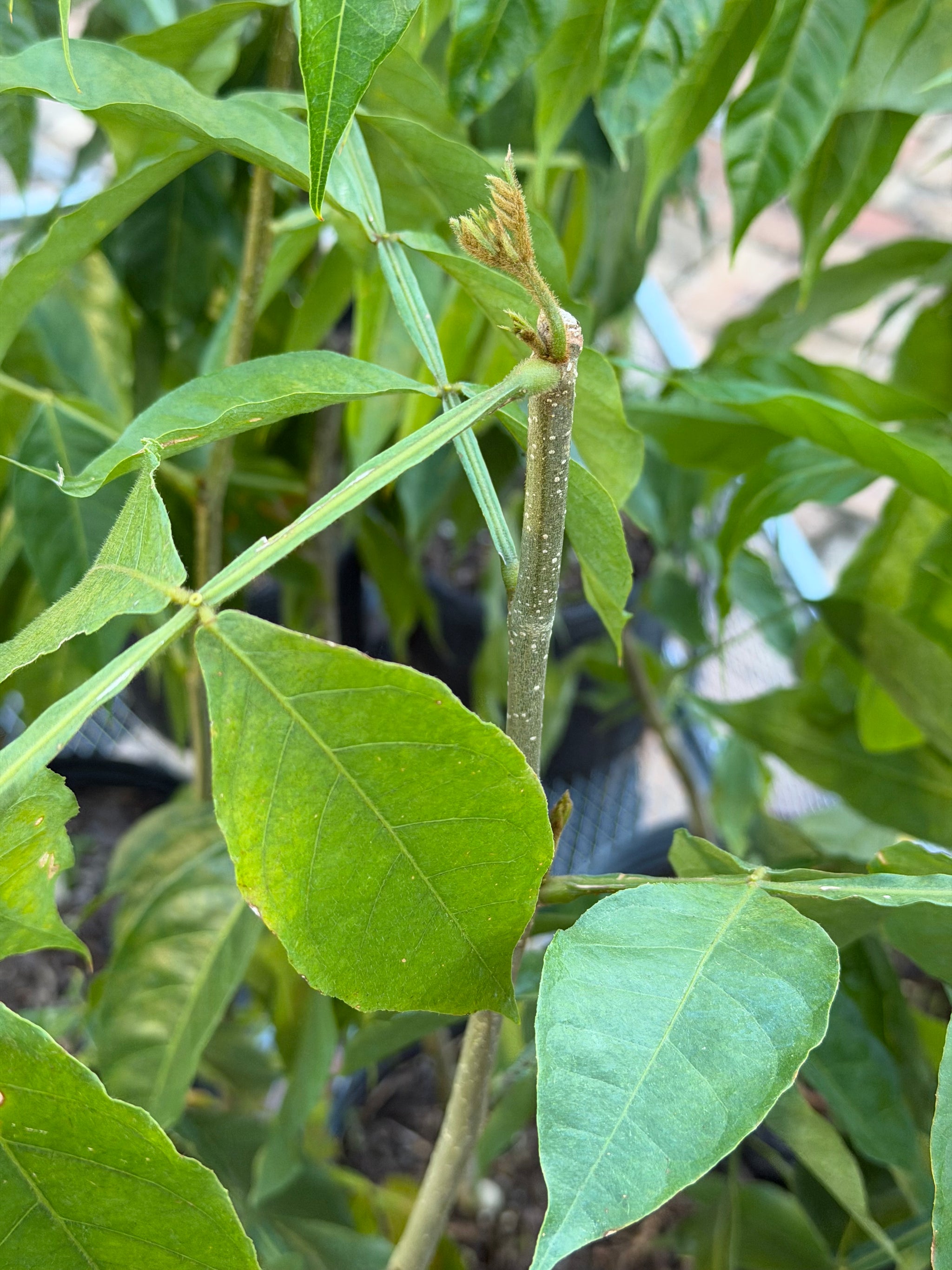 Ice Cream Bean Plant Grafted 36+ Inchers