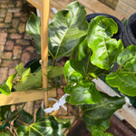 Passion Fruit / Maracuya Plant
