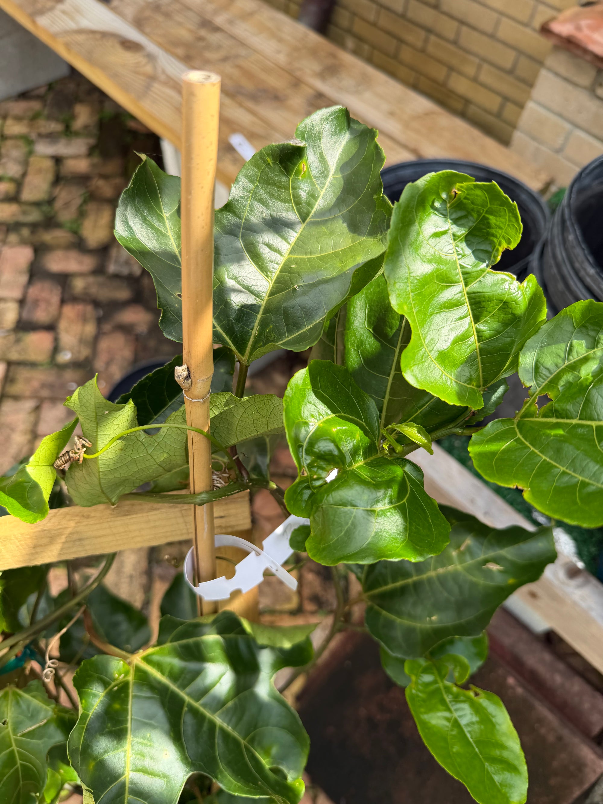Passion Fruit / Maracuya Plant