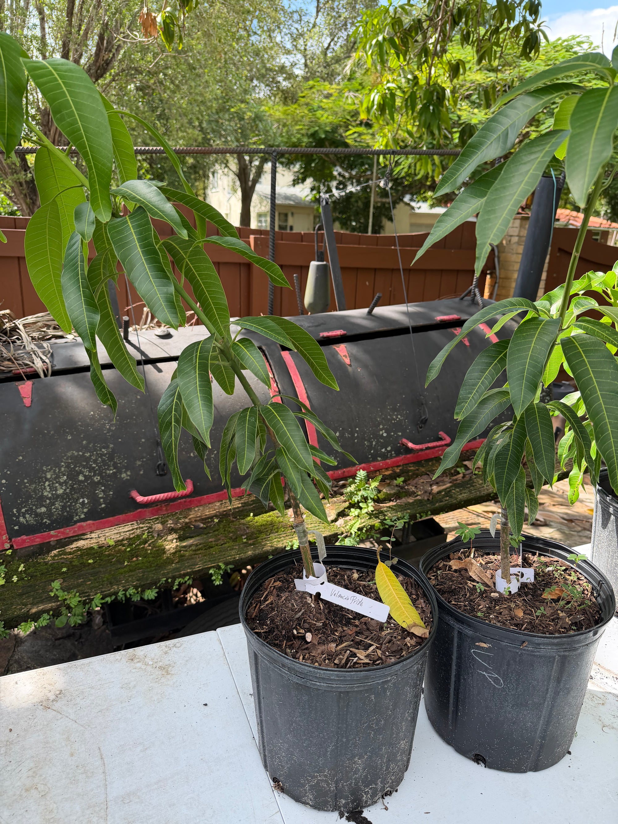 Valencia Pride Mango Grafted