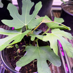 Brown Turkey Fig Plant