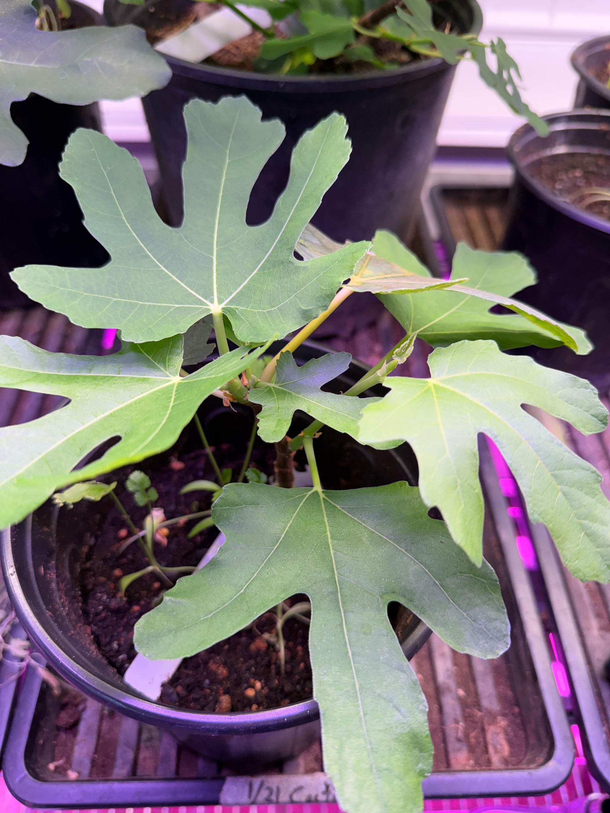 Brown Turkey Fig Plant