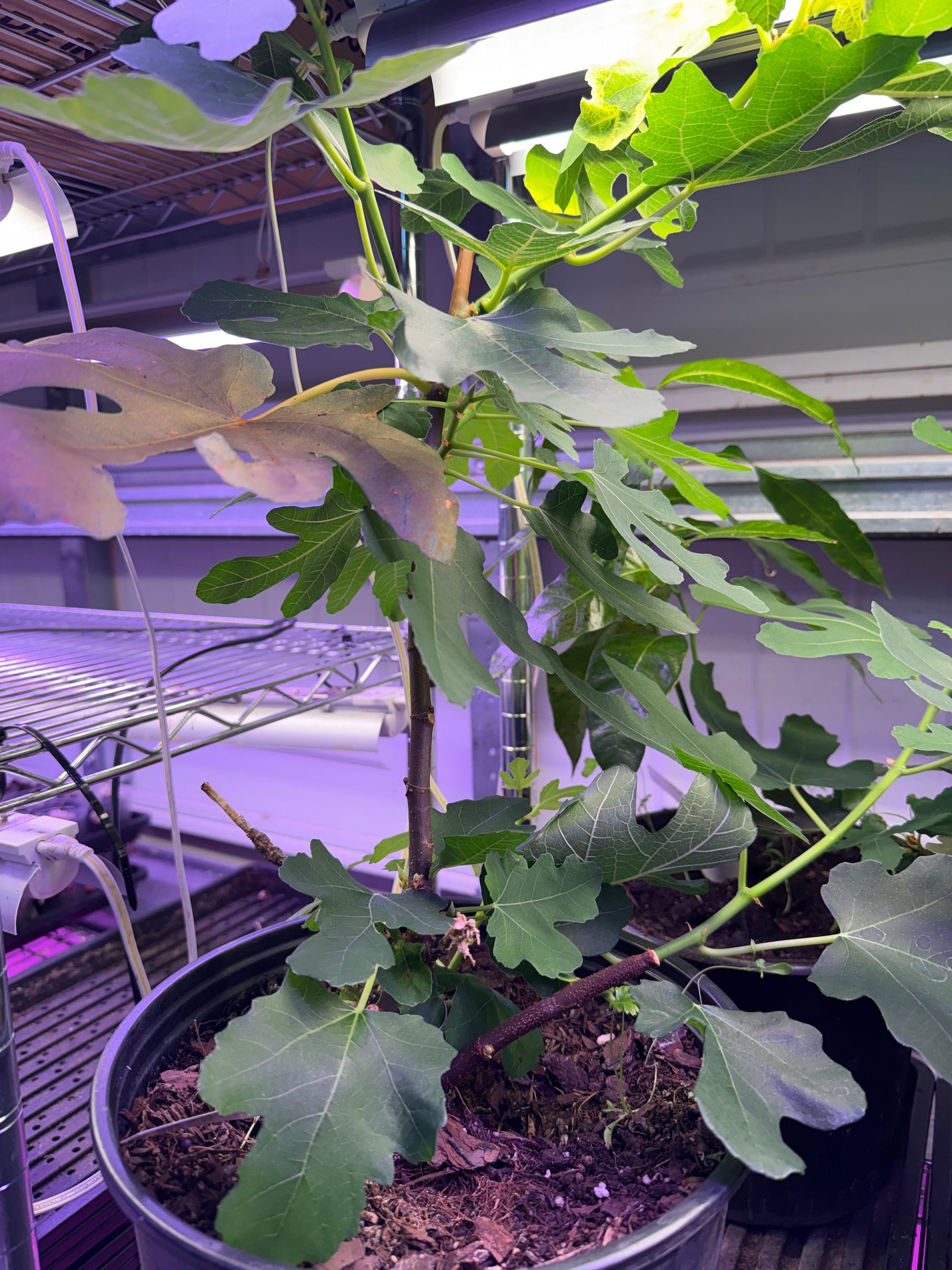 Brown Turkey Fig Plant