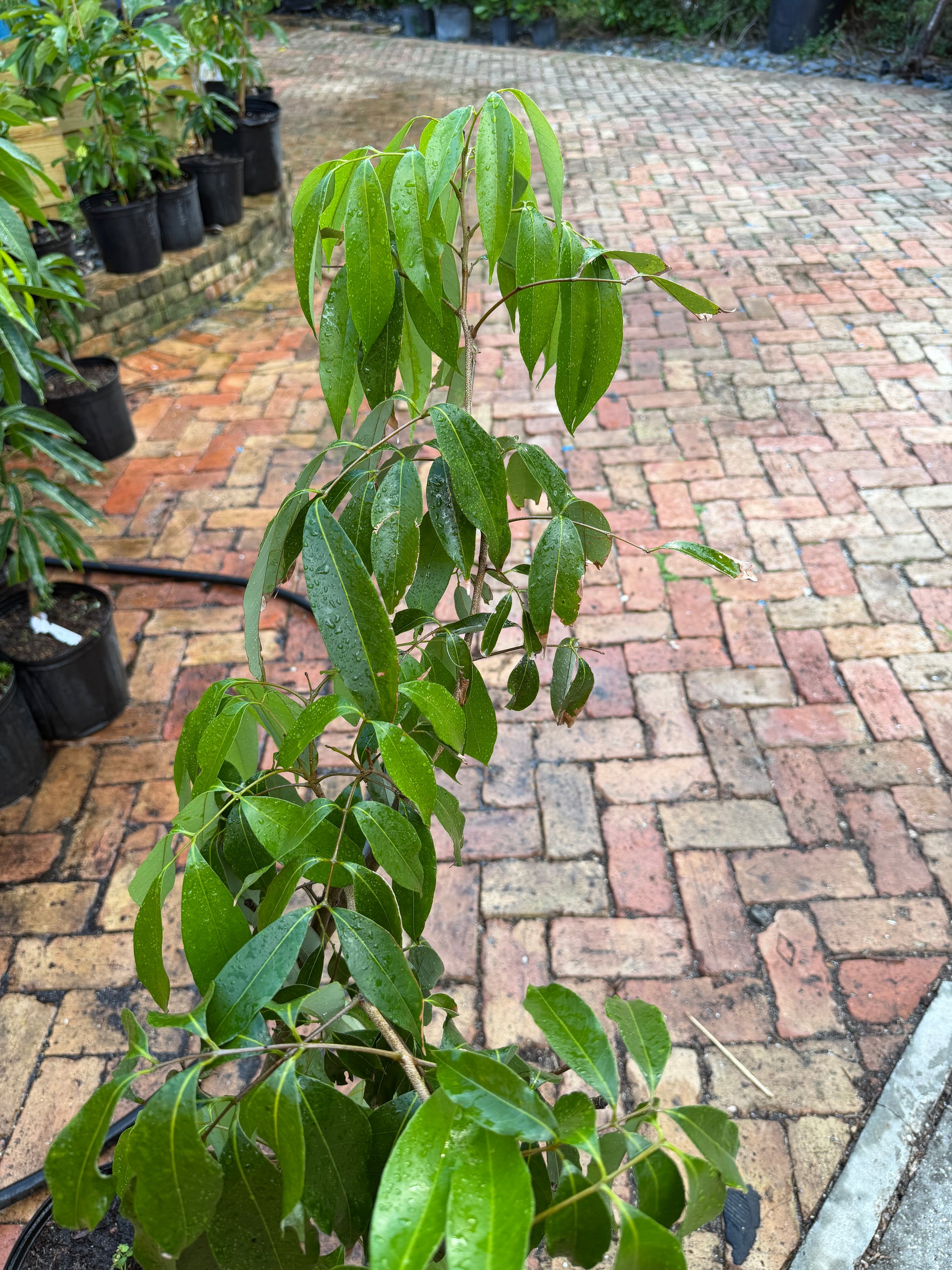 Brewster Lychee Tree Plant Grafted