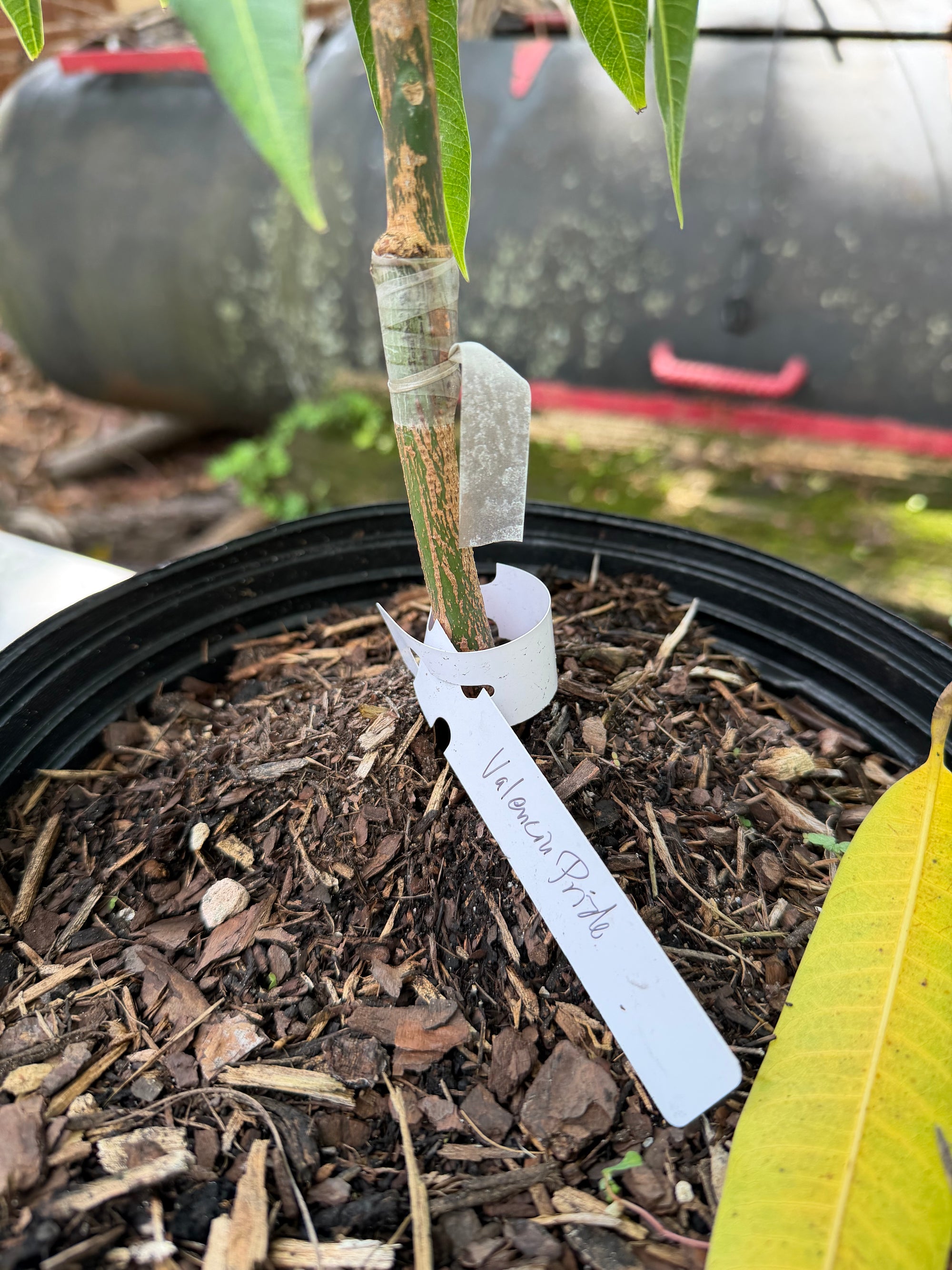 Valencia Pride Mango Grafted