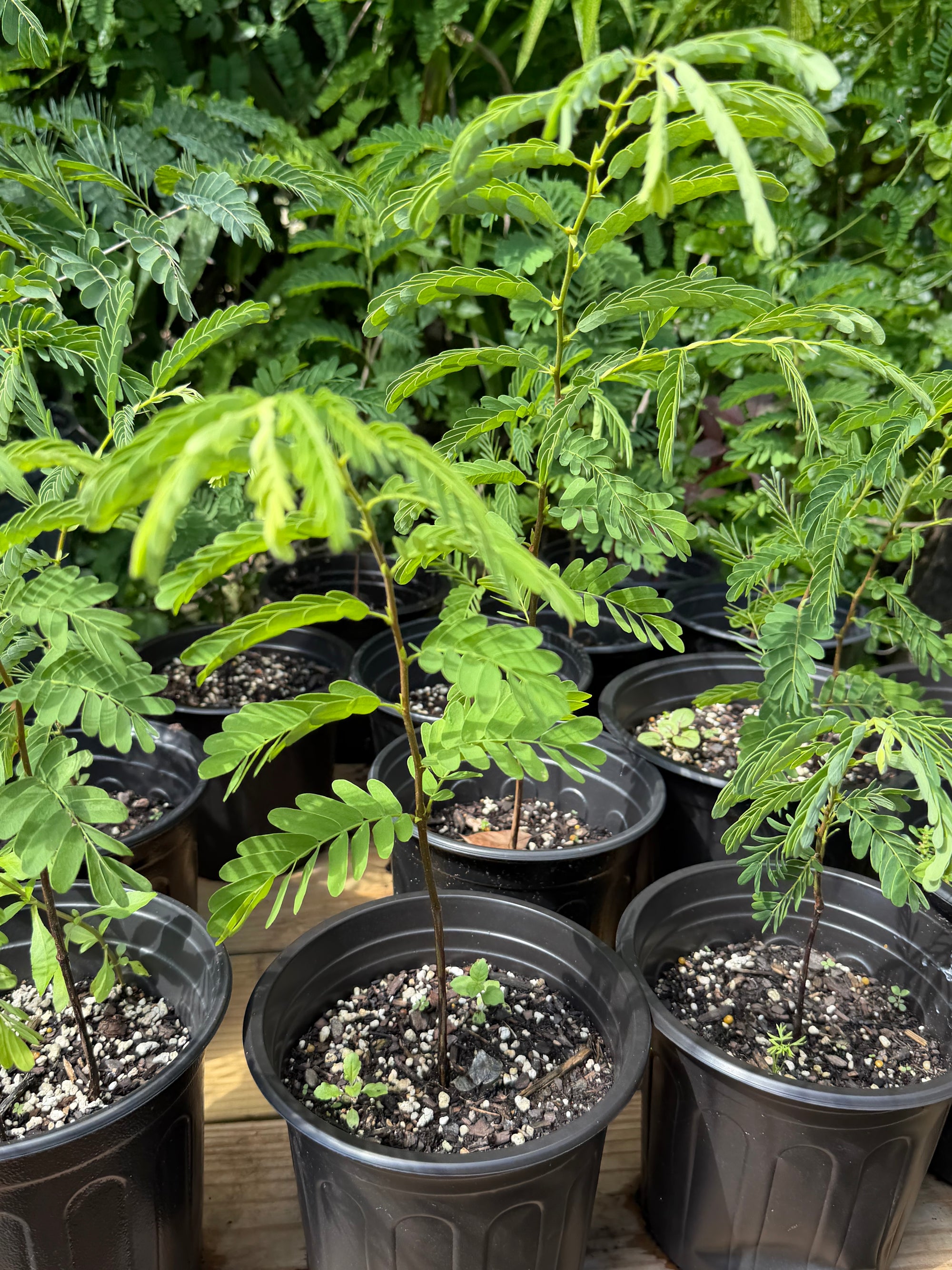 Pre-Bonsai Tamarind Plant