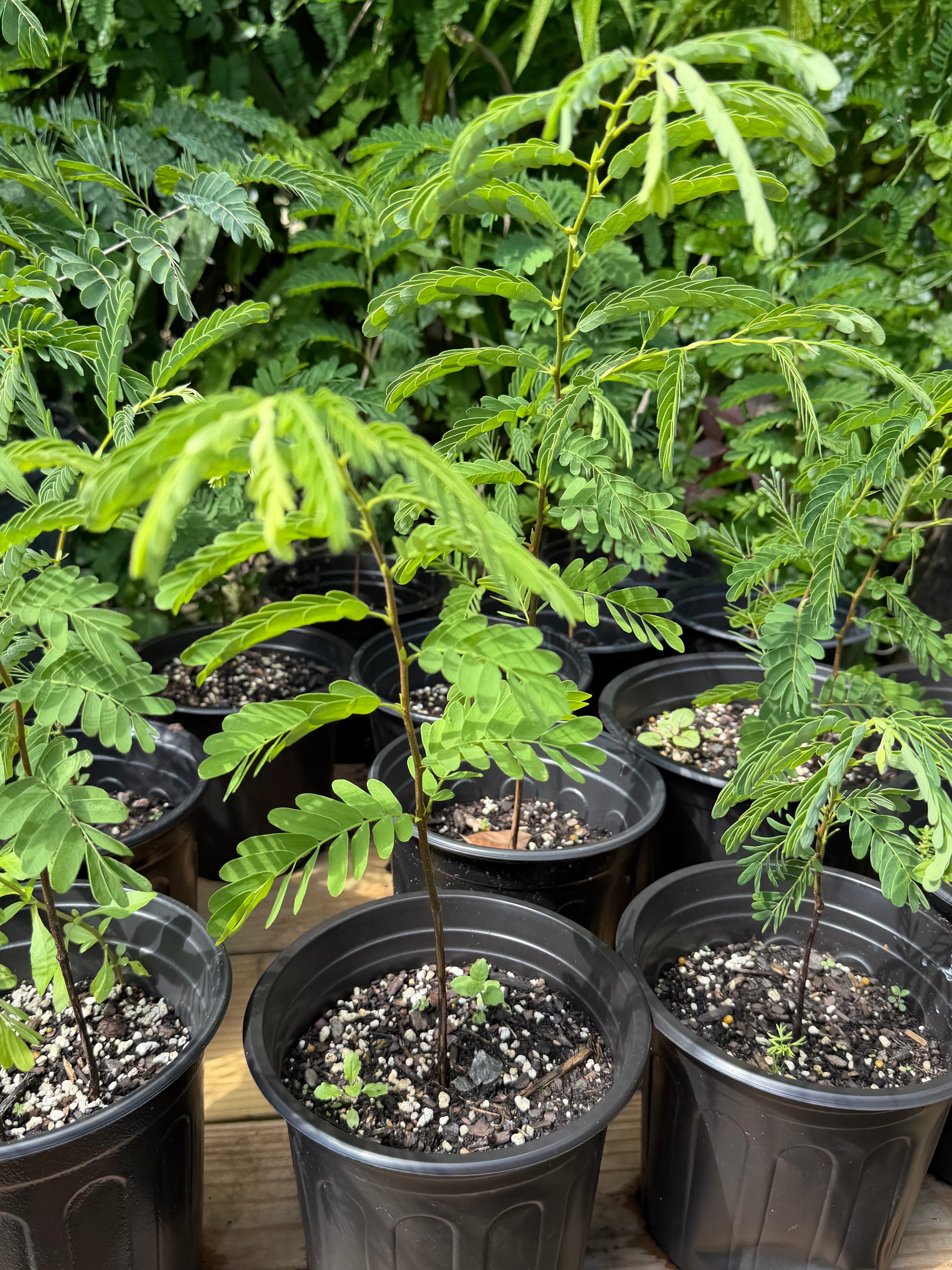 Pre-Bonsai Tamarind Plant