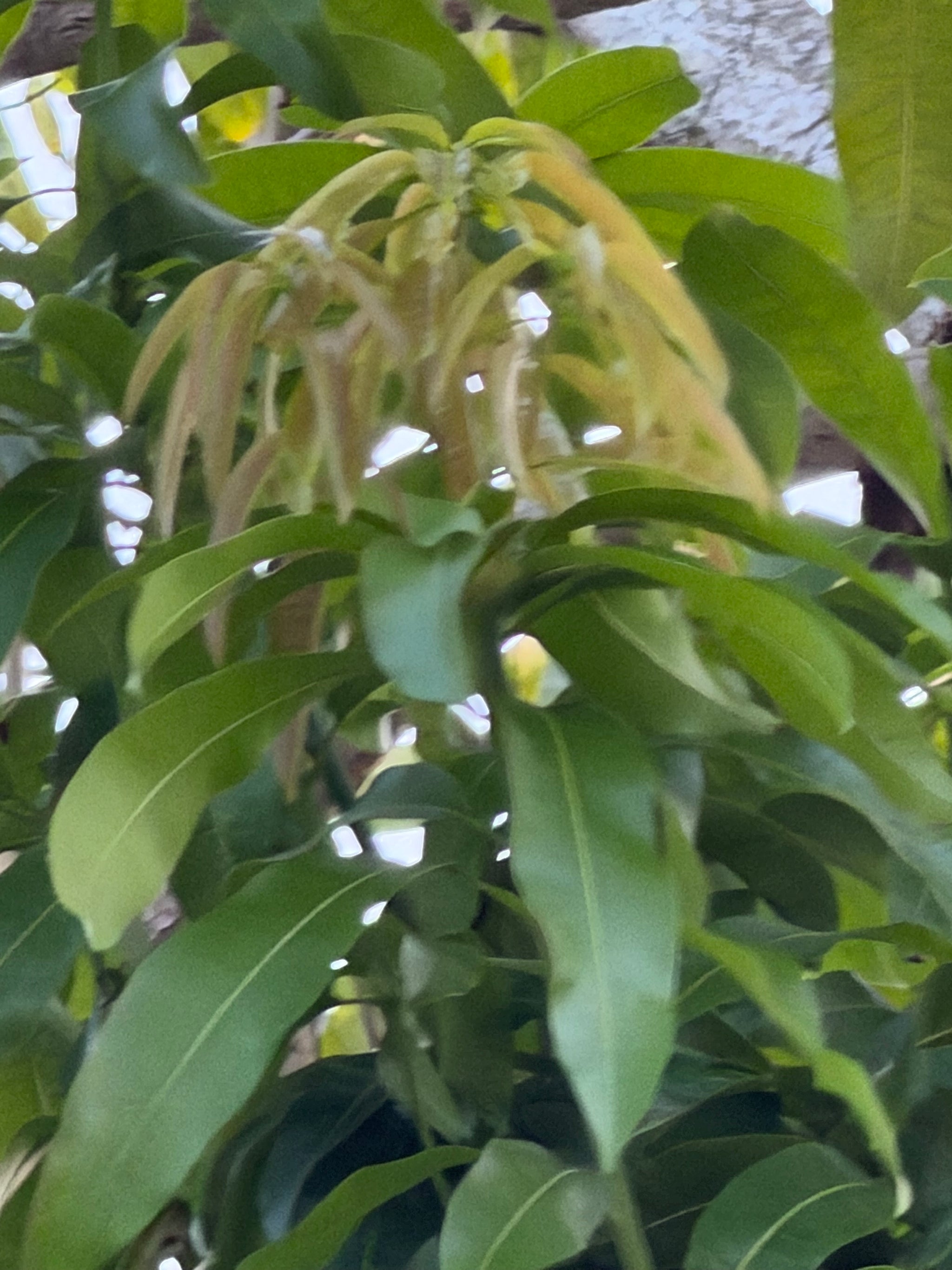 Mango Tree Scions (Pick Species)