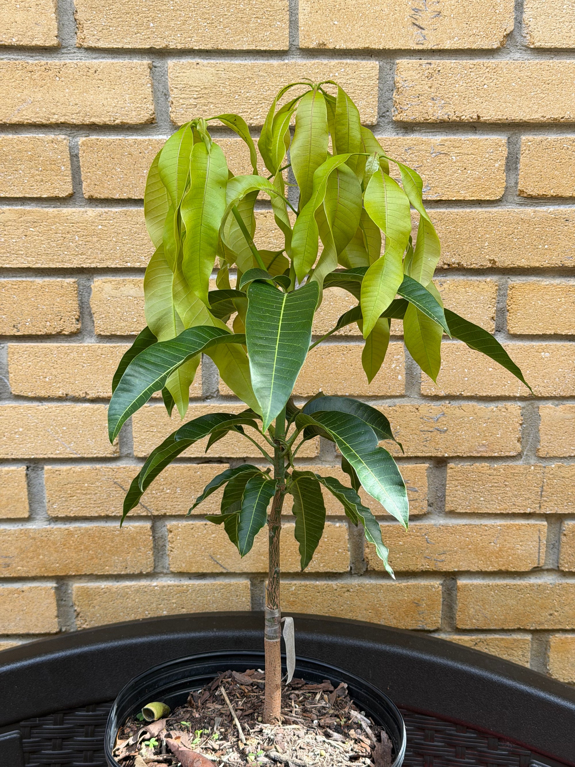 Classic Miami Yard Bundle