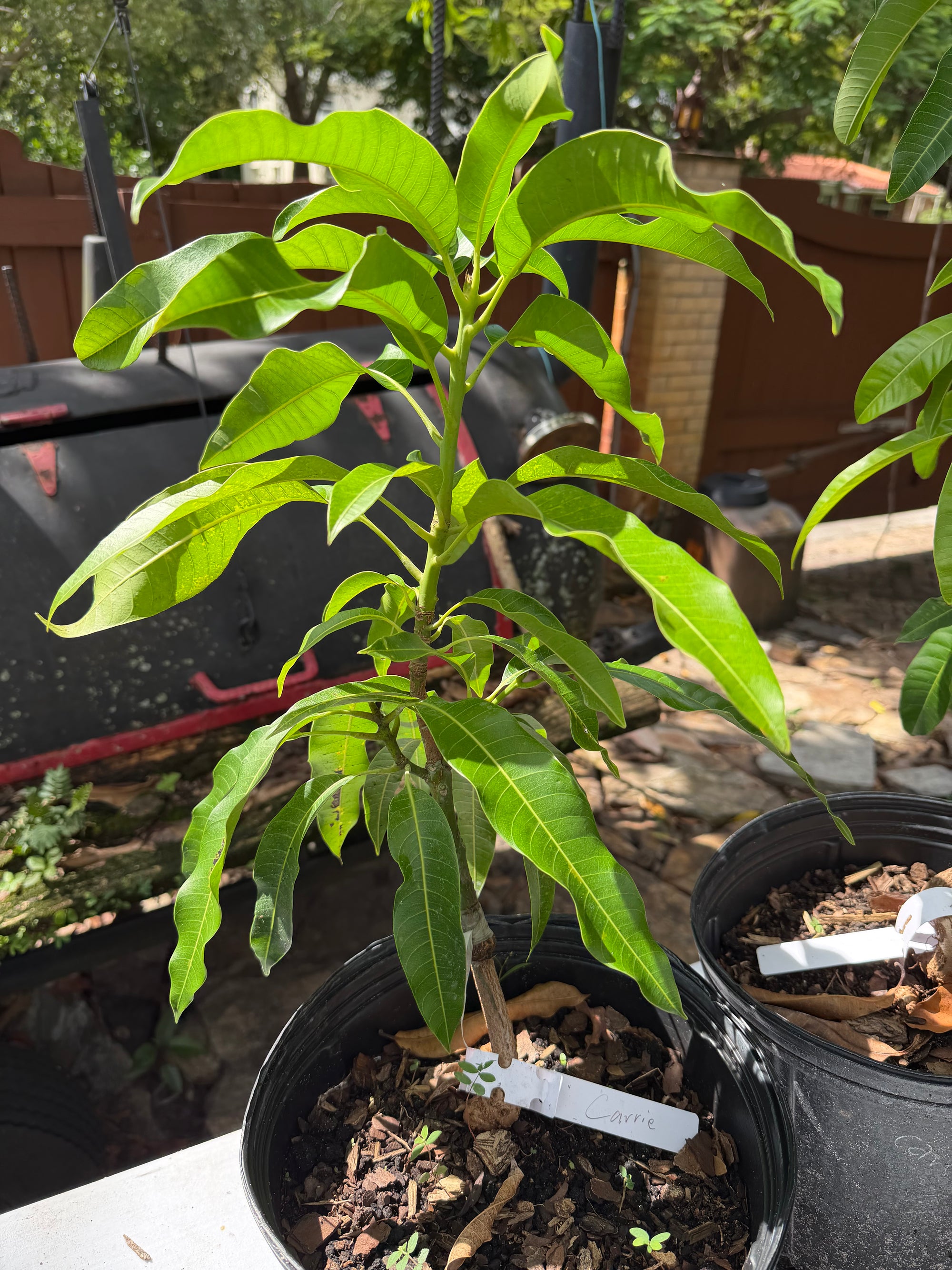 Carrie (Condo) Mango Grafted