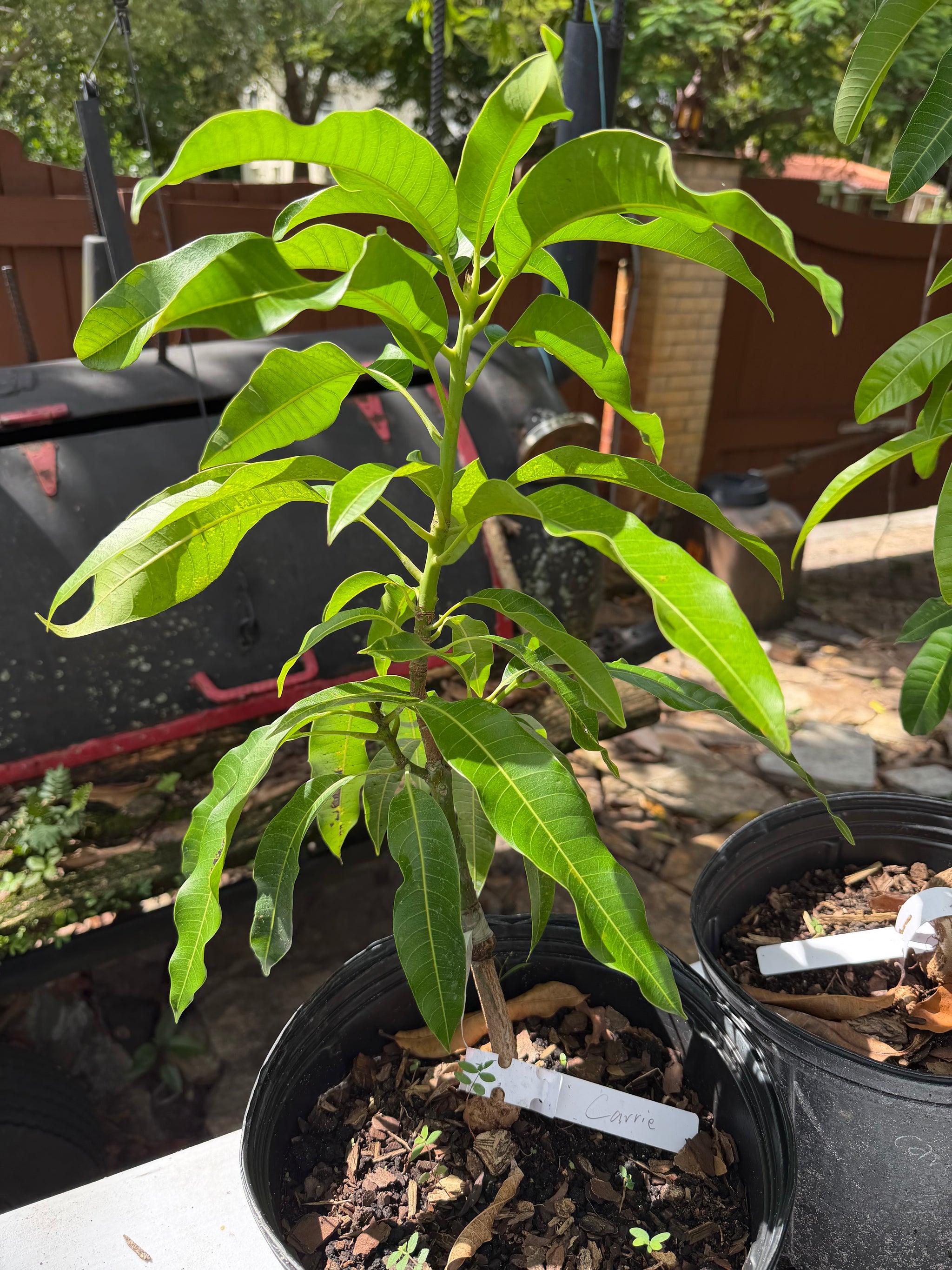 Carrie (Condo) Mango Grafted
