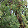 Sweet Tamarind Tree