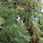 Sweet Tamarind Tree