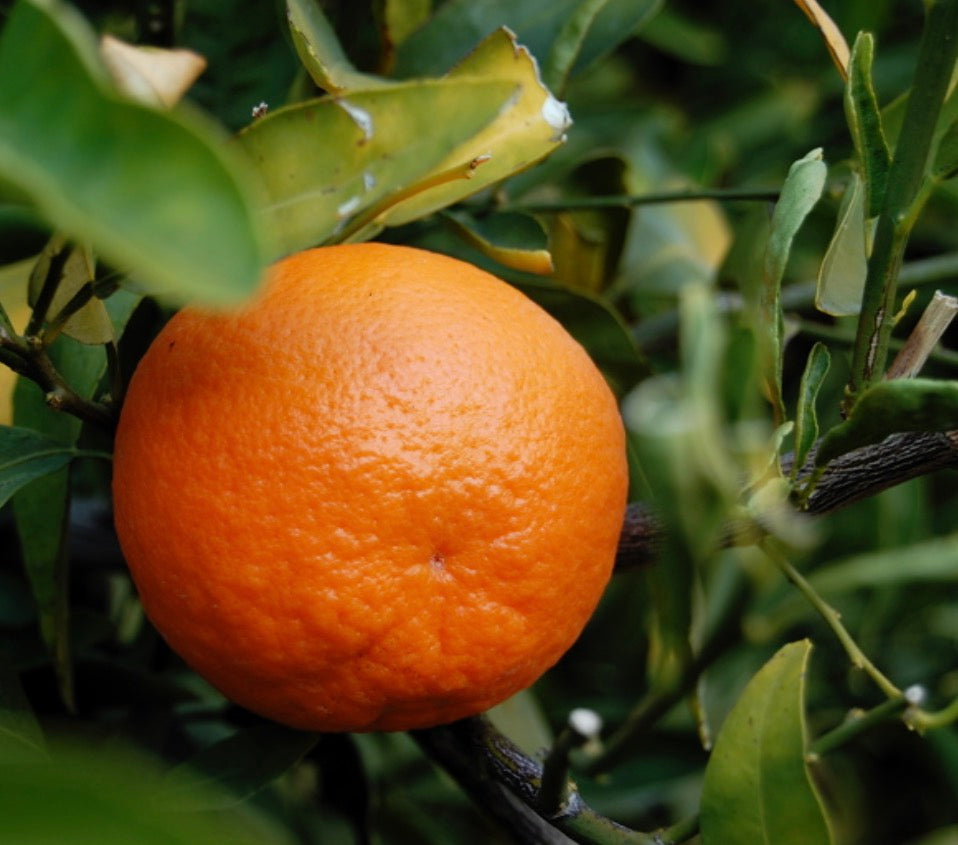 Tangerine Plant Grafted