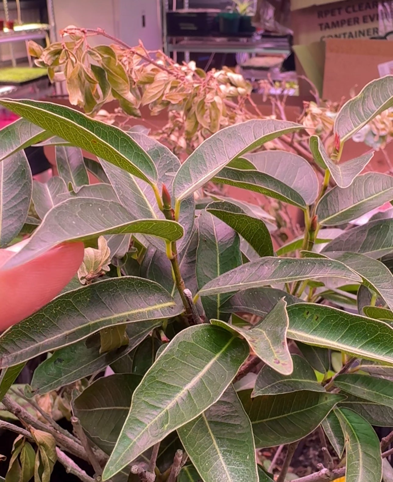 Lipstick Fig Bonsai