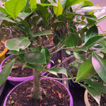Laurel Bonsai Tree