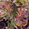 Lipstick Fig Bonsai