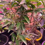 Lipstick Fig Bonsai