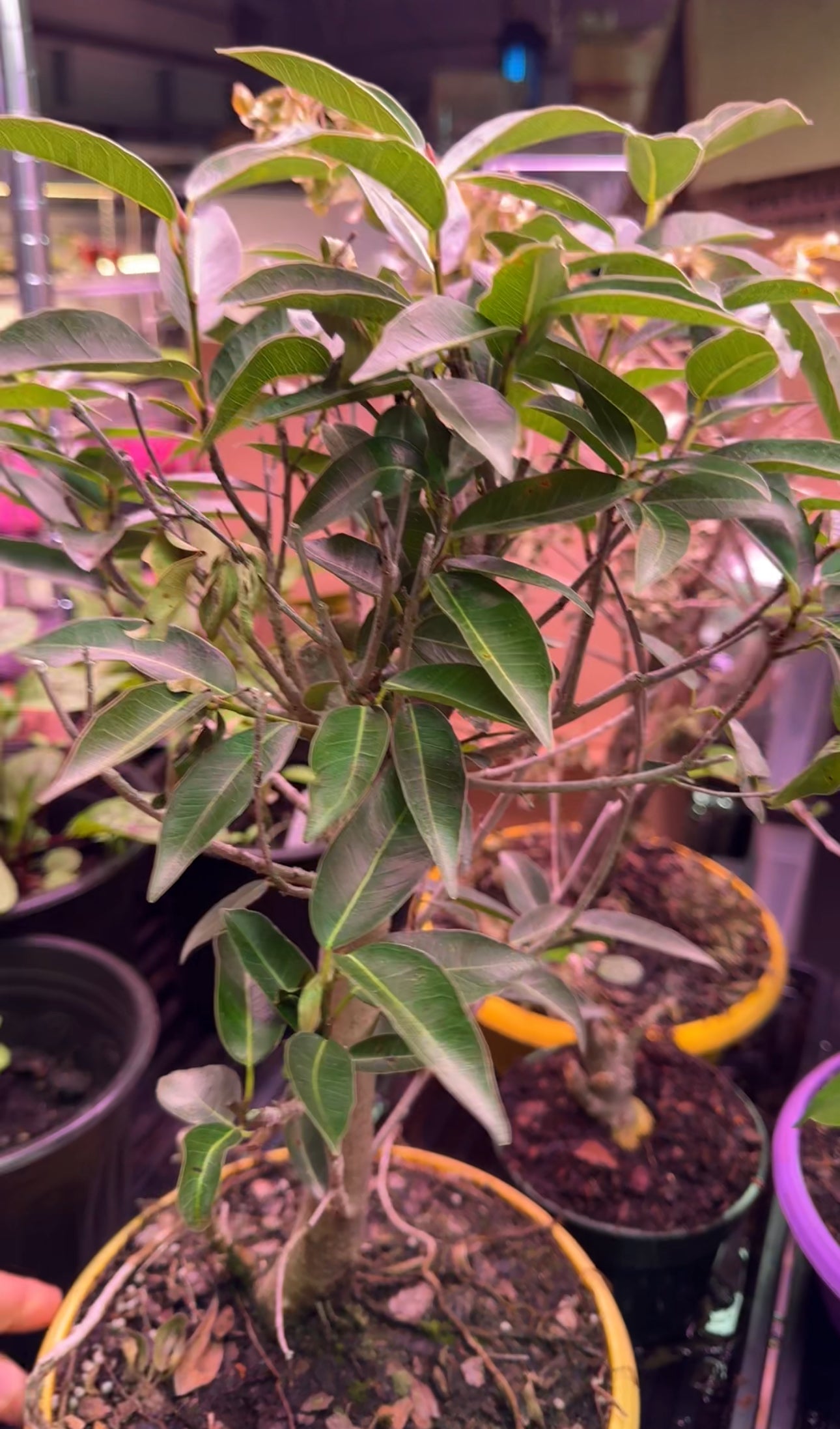 Lipstick Fig Bonsai