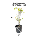 Azadi Pomegranate Plant