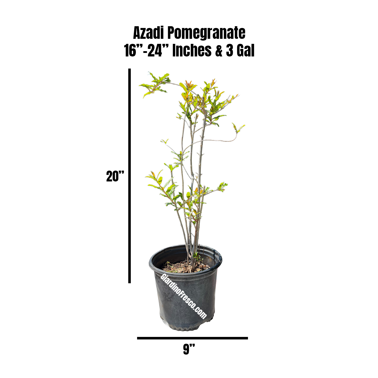 Azadi Pomegranate Plant