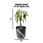 Buttery Choquette Avocado Grafted 2+ Ft Plant