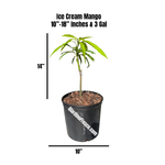 Ice Cream (Dwarf) Mango Grafted Plant
