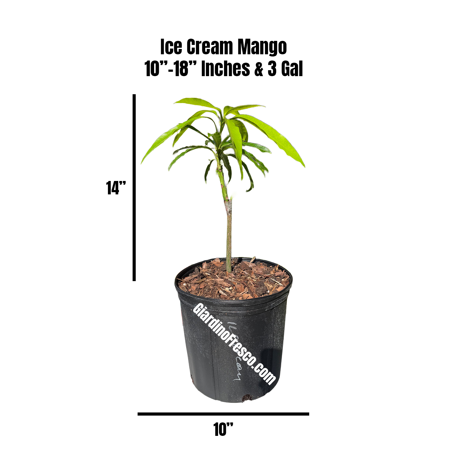 Ice Cream (Dwarf) Mango Grafted Plant