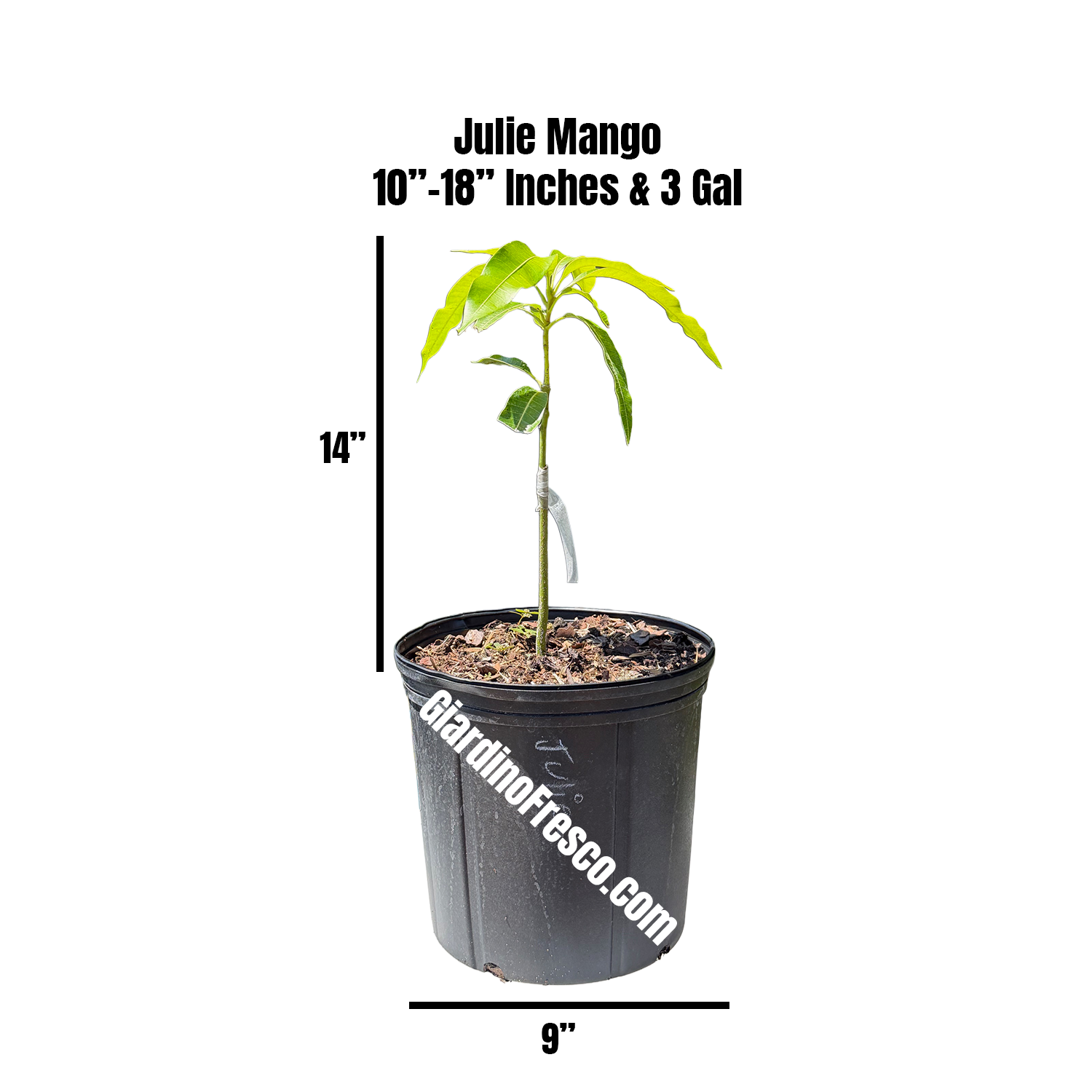 Julie (Dwarf) Mango Grafted 12+ Inchers Plant