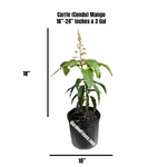 Balcony Orchard Bundle