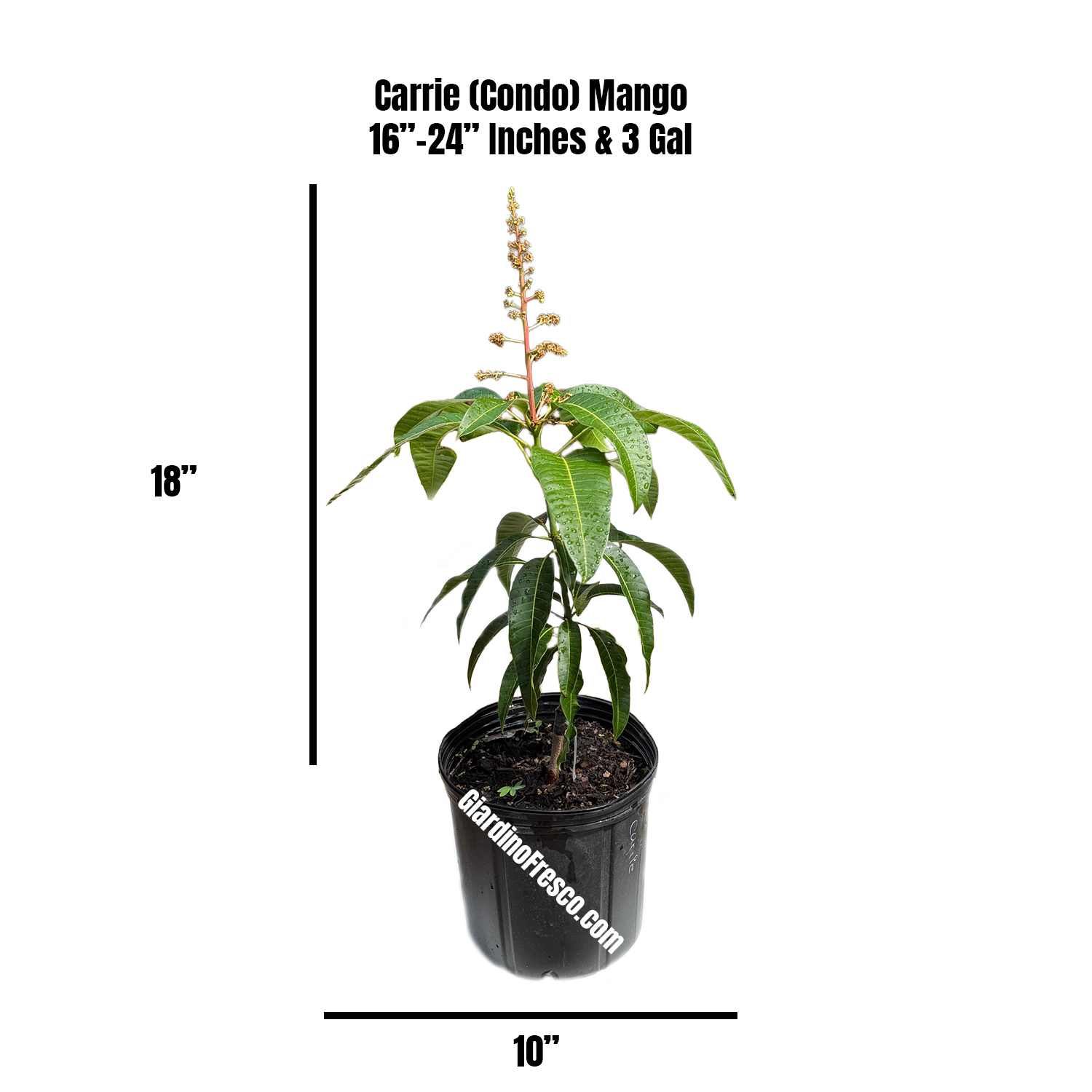Carrie (Condo) Mango Grafted Will Fruit In 1 Year (Already Flowered) Plant