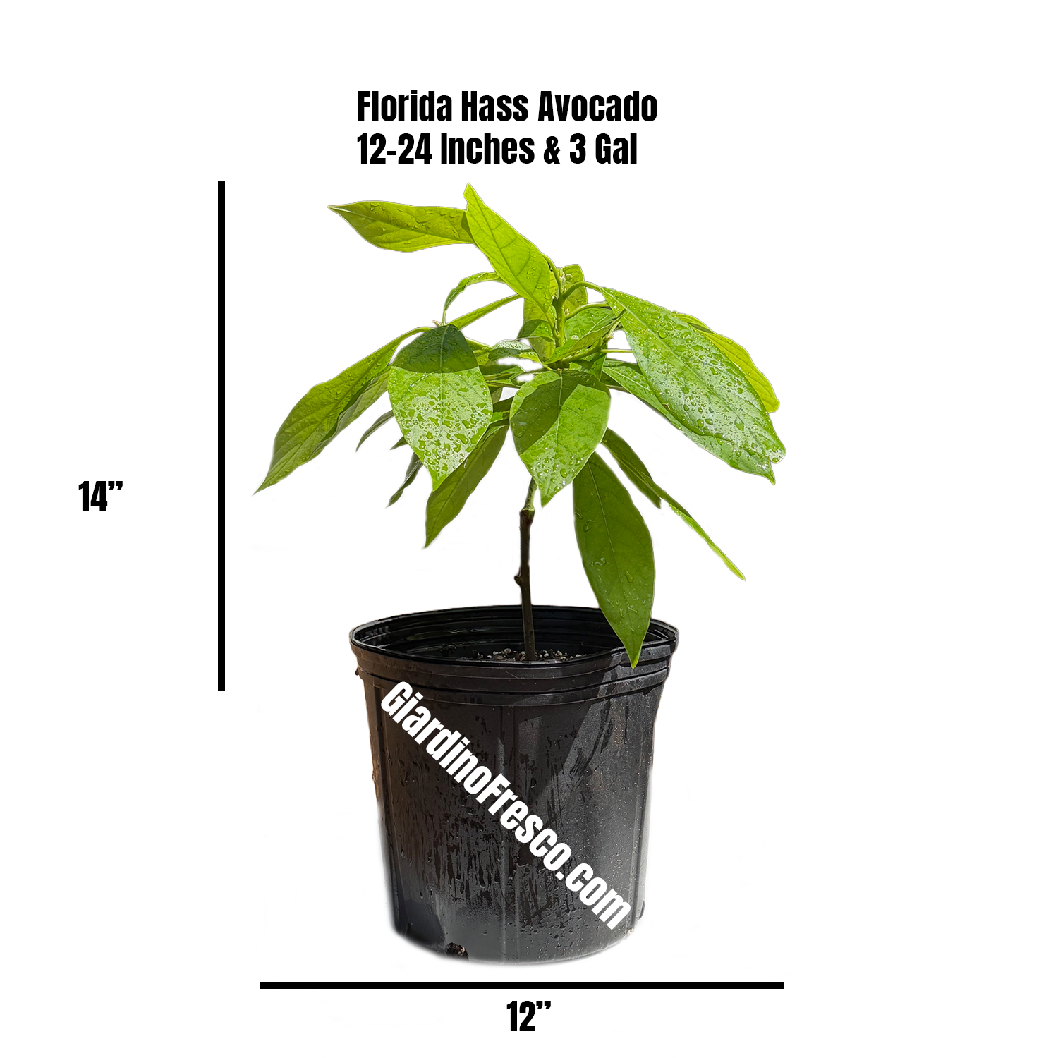 Grafted Florida Hass Avocado Plant (Recent Graft)