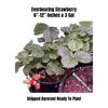 Everbearing Strawberry Plants Ready To Fruit 2 Units