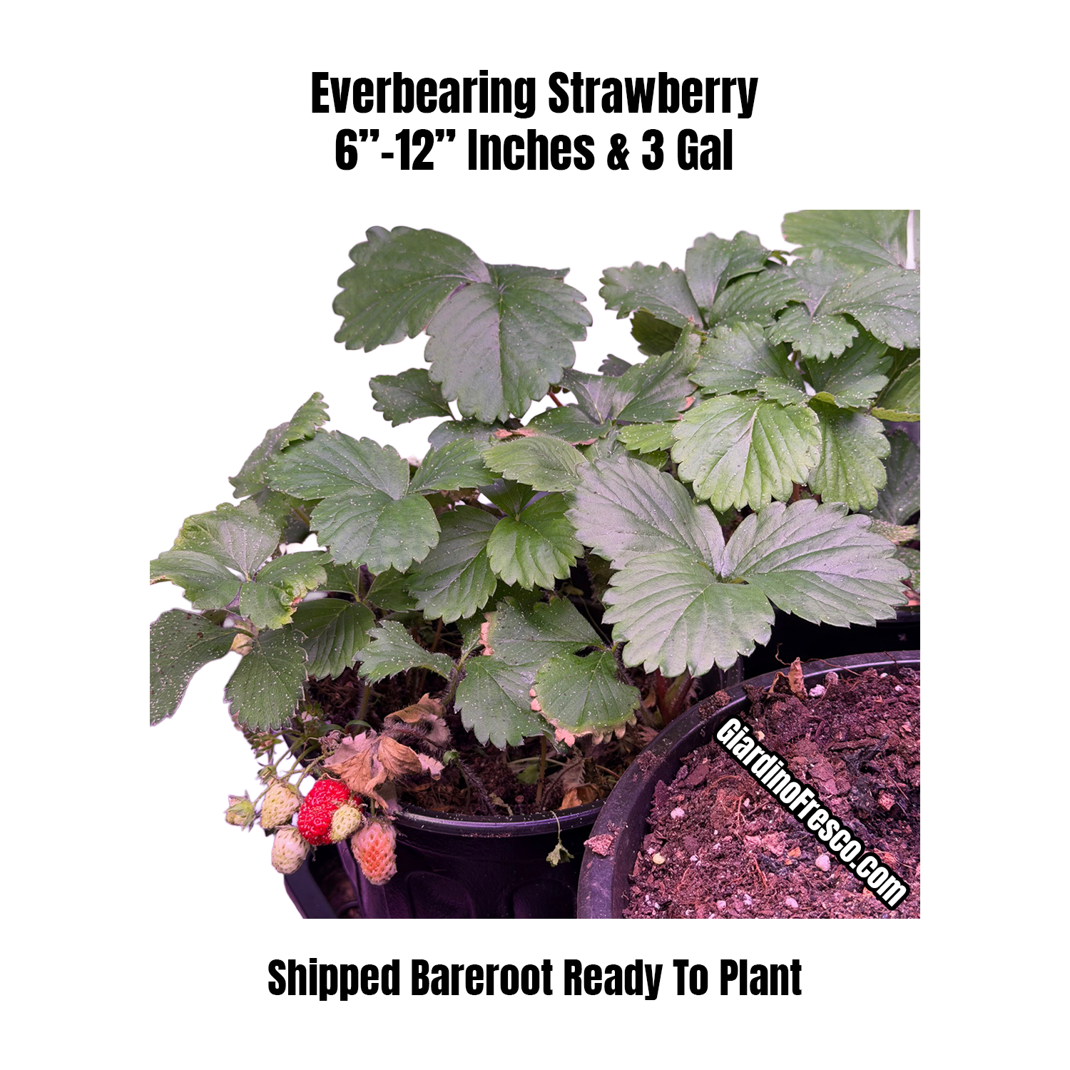 Everbearing Strawberry Plants Ready To Fruit