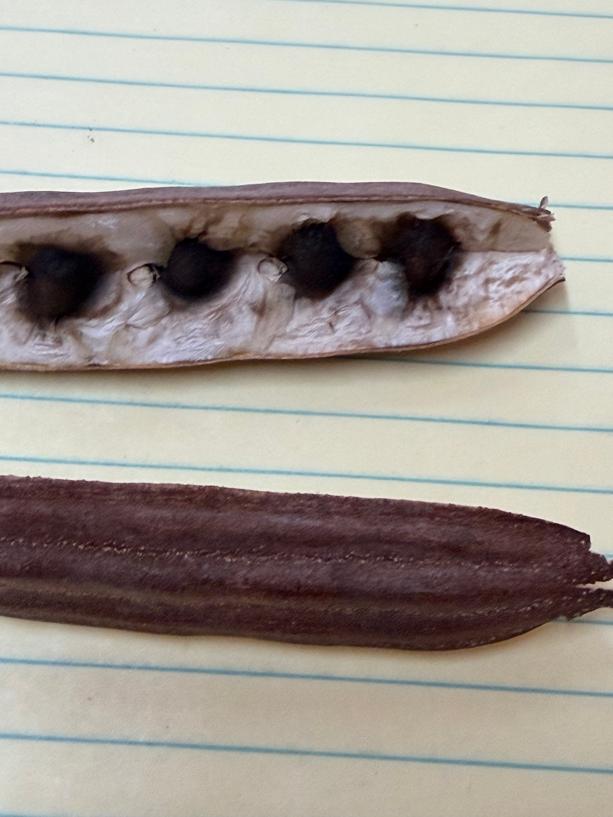 Moringa Oleifera Seeds