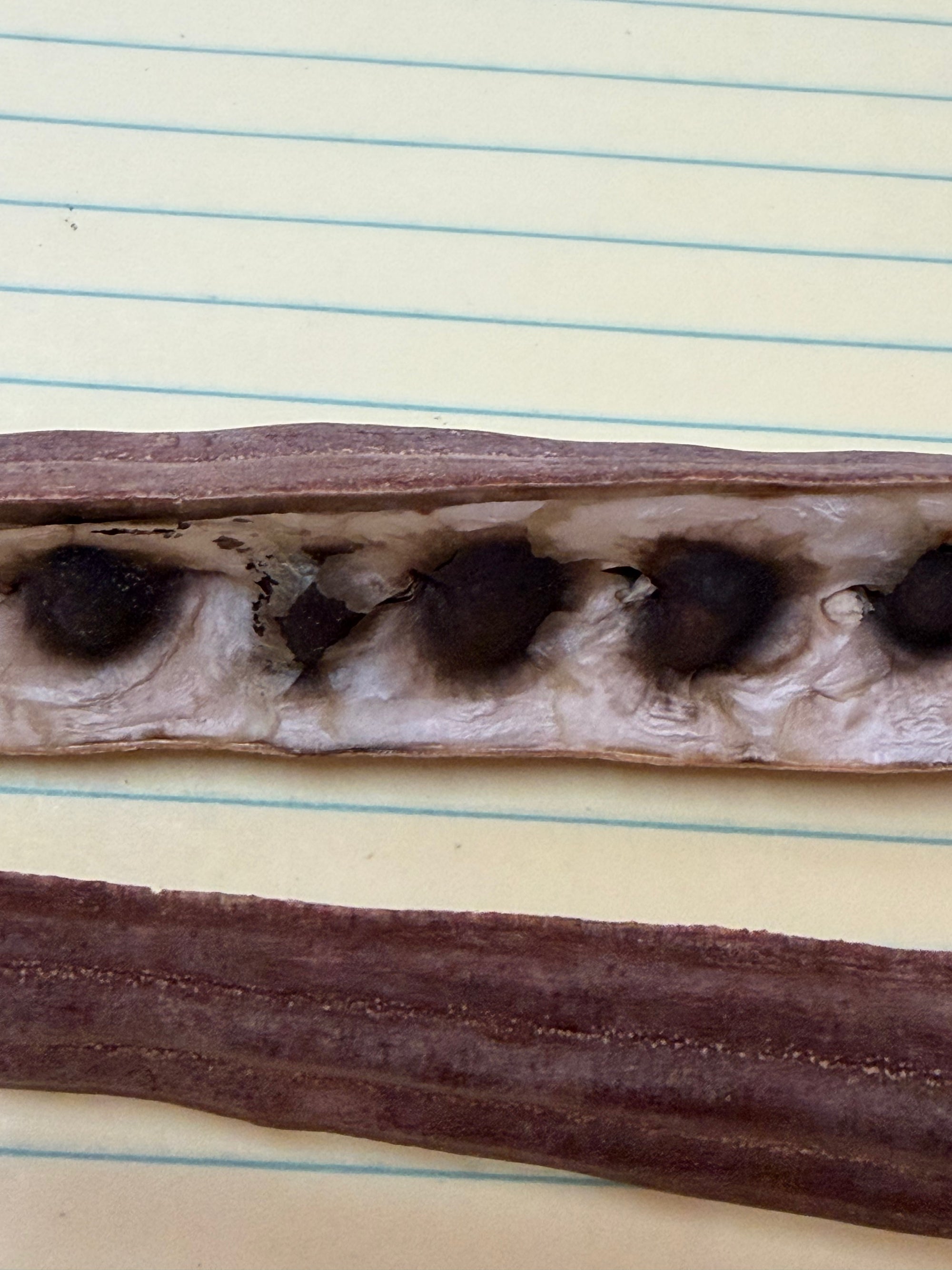 Moringa Oleifera Seeds