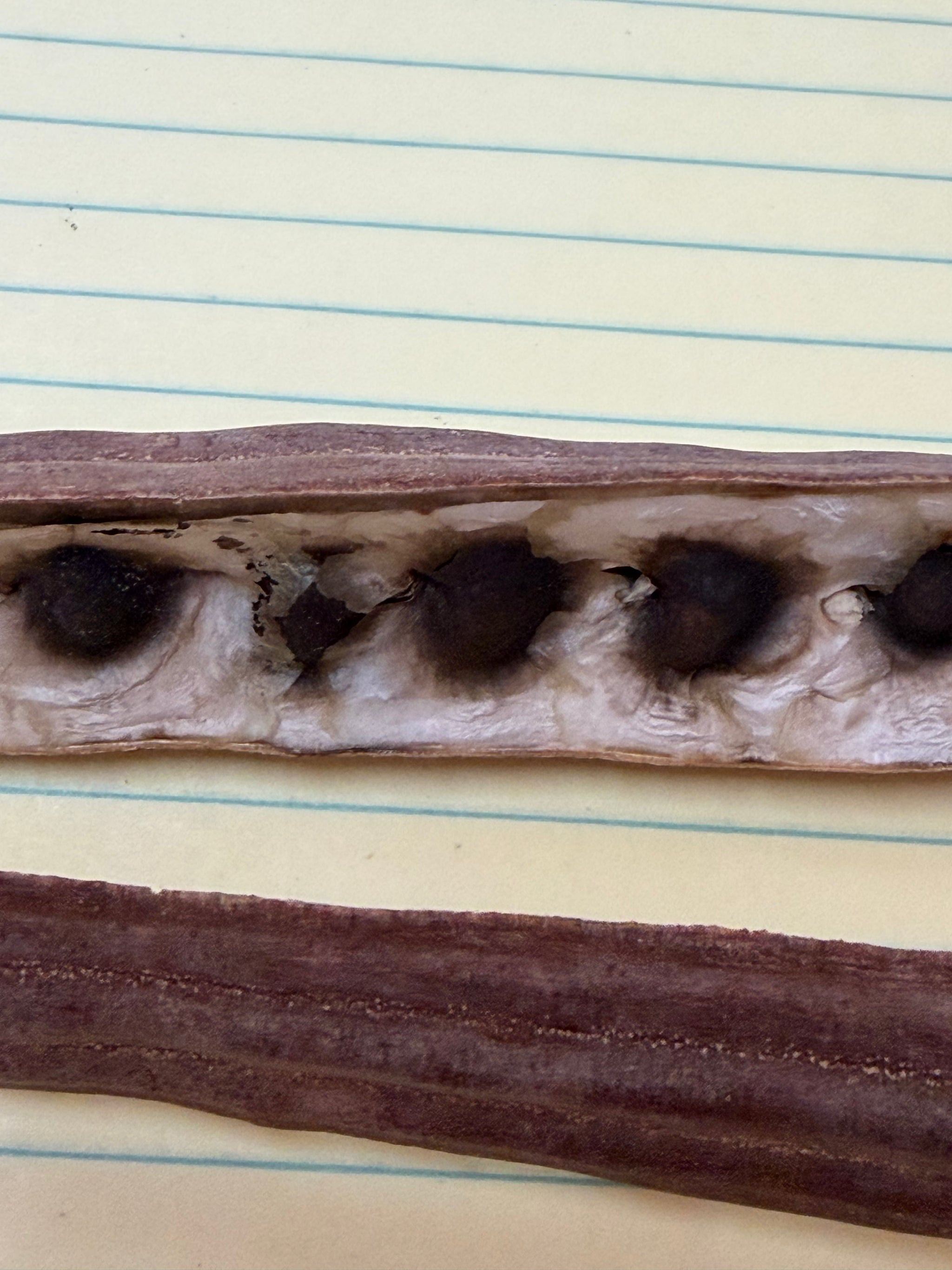 Moringa Oleifera Seeds
