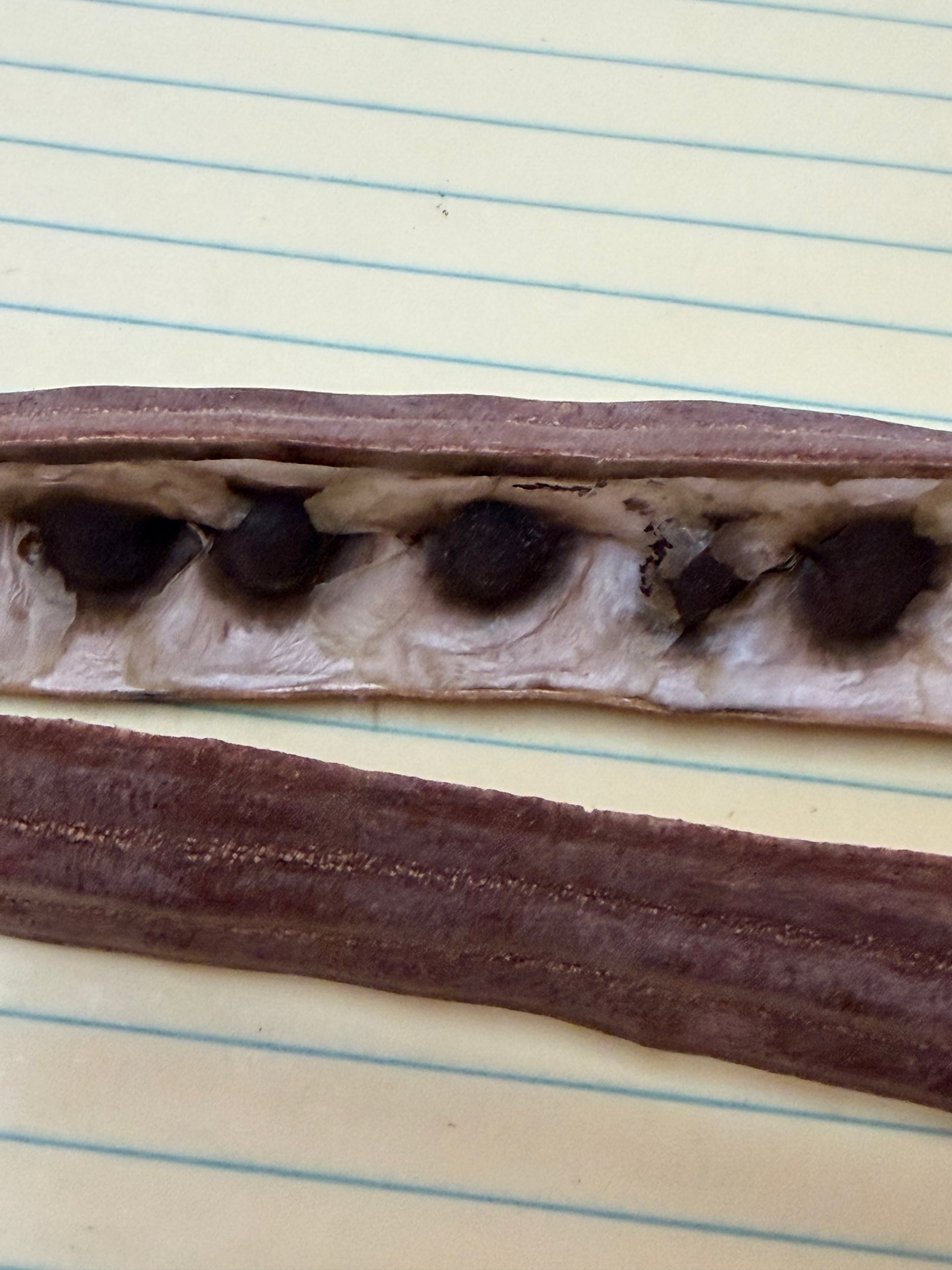 Moringa Oleifera Seeds