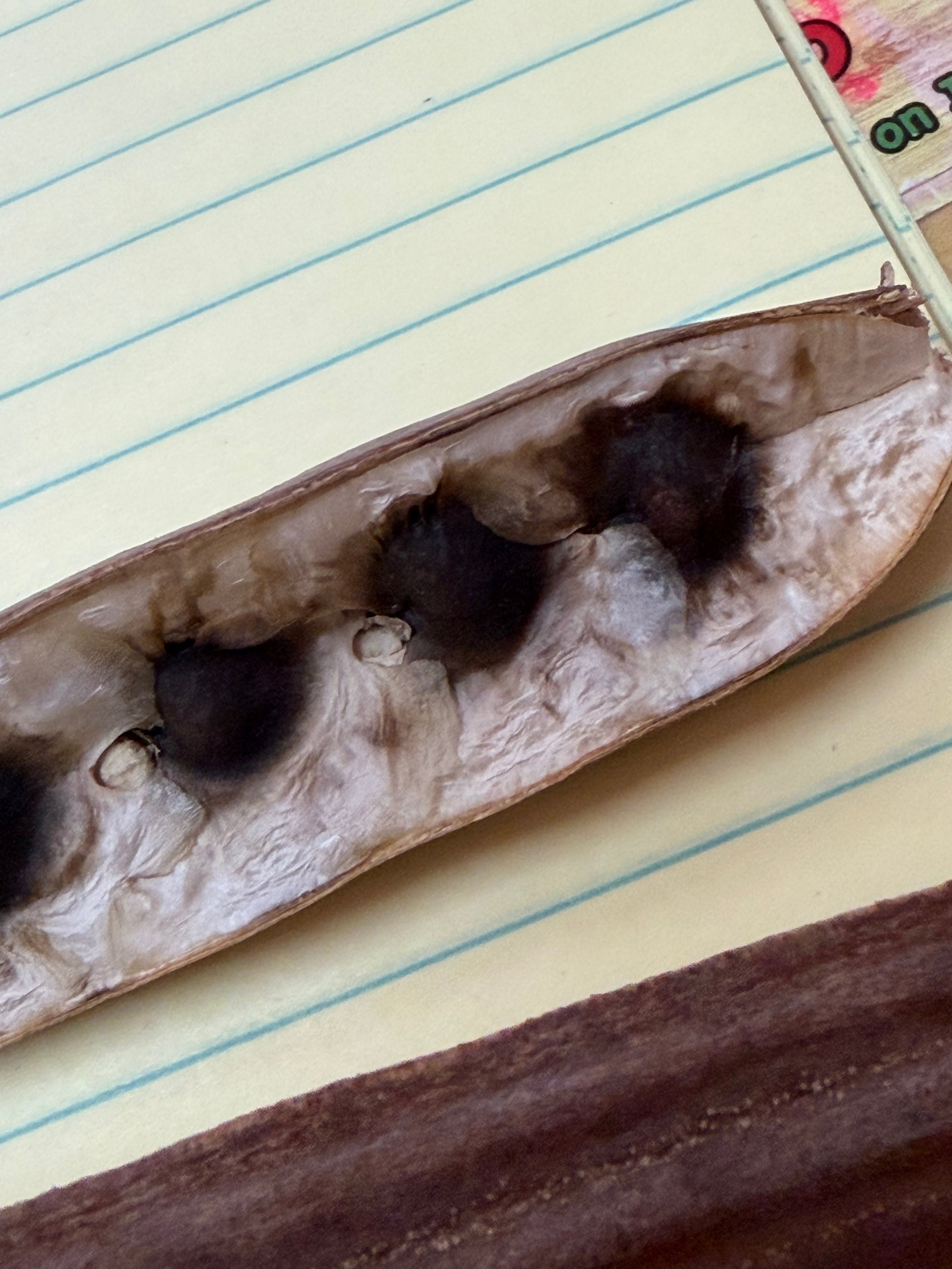 Moringa Oleifera Seeds
