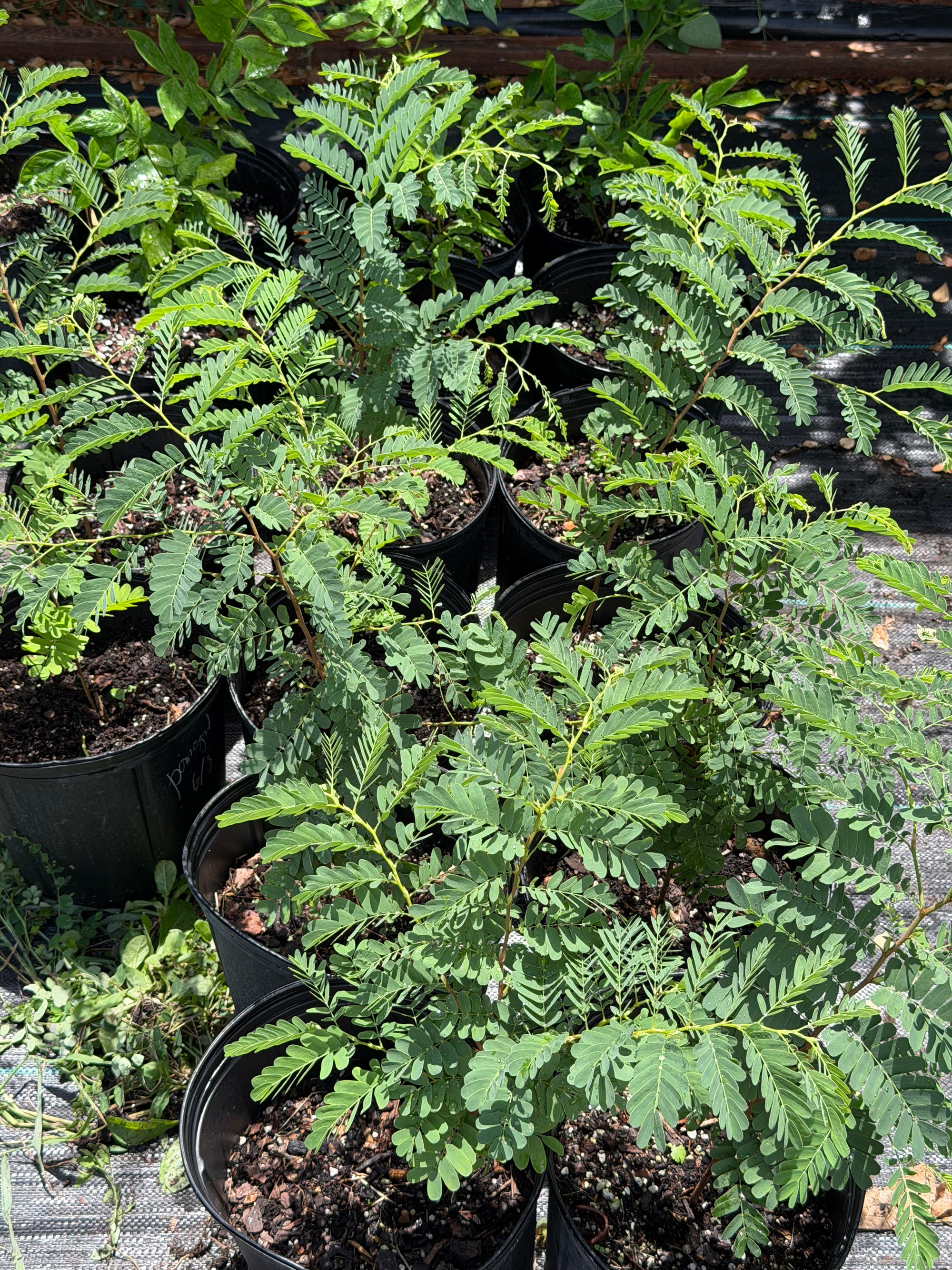 Tamarind Plant