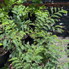 Tamarind Plant