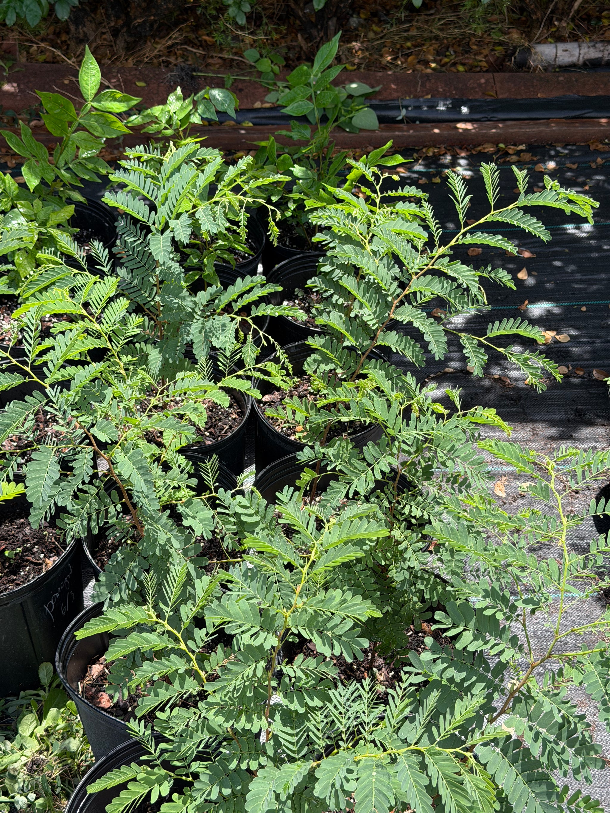 Tamarind Plant