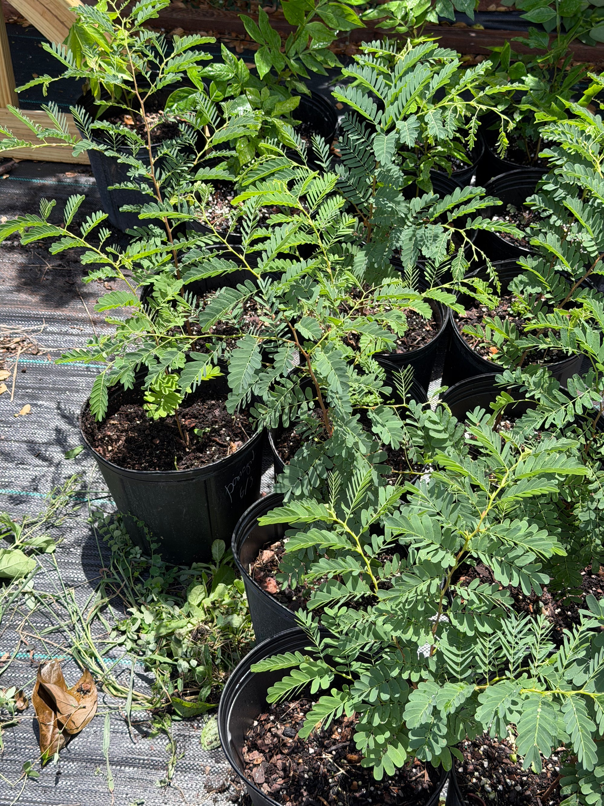 Tamarind Plant