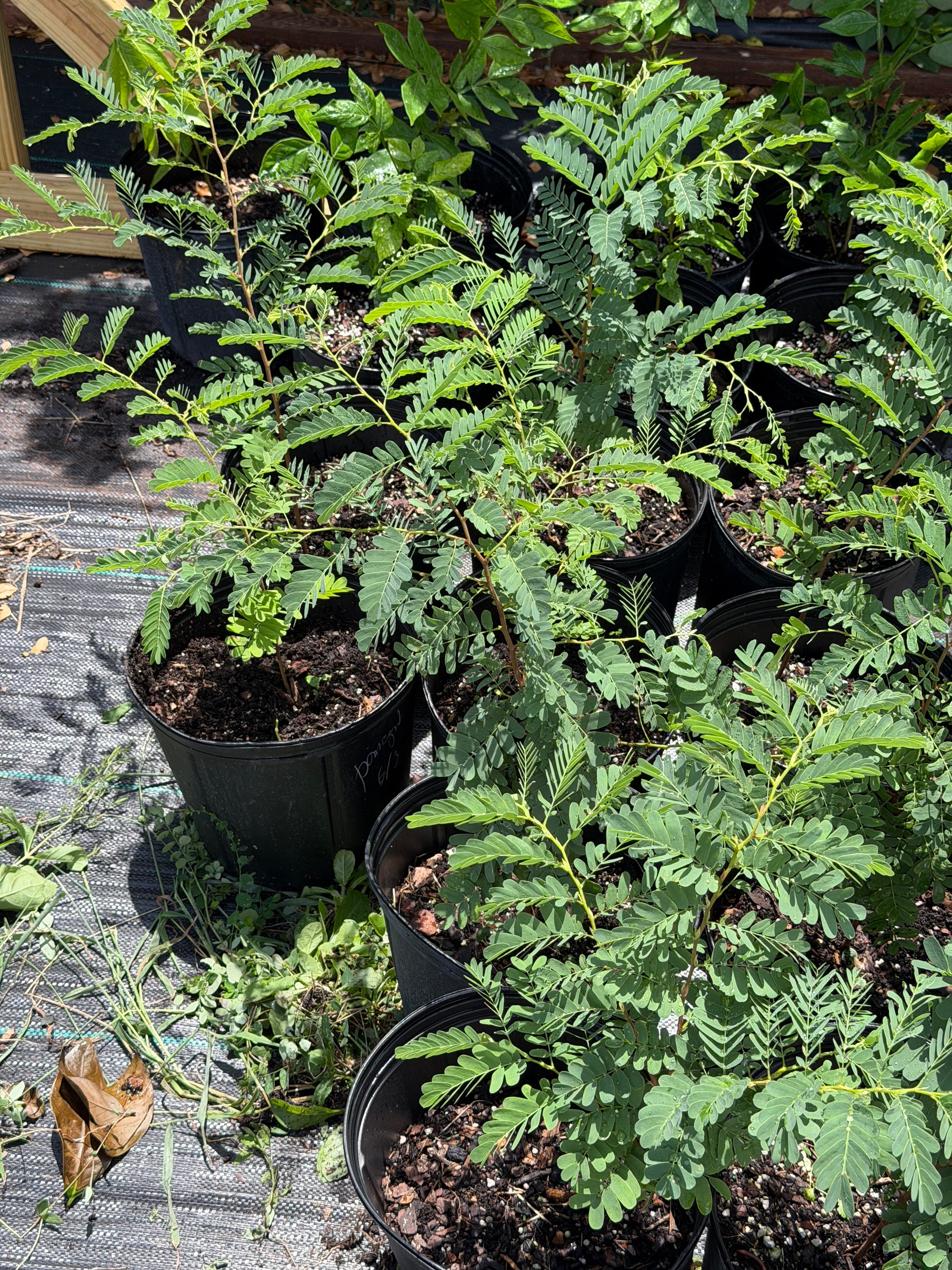 Tamarind Plant
