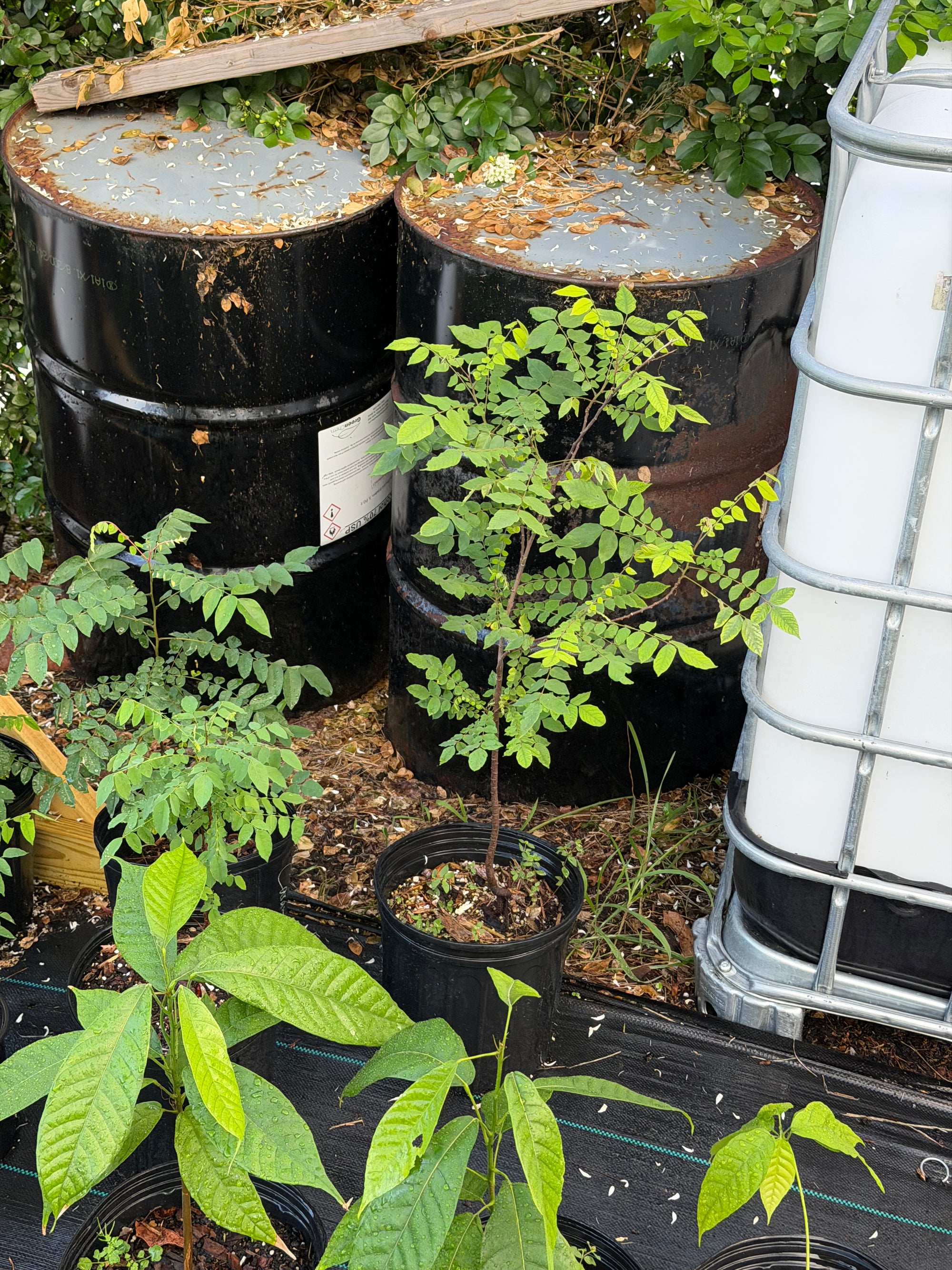 Starfruit Plant Carambola 12"-18" / 1 Gal